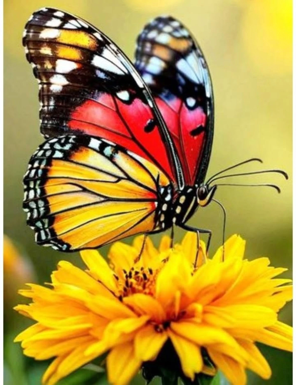 Sonnengelber Schmetterling auf einer Blüte